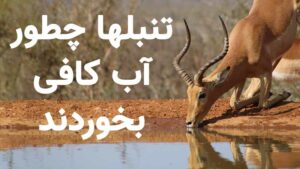آب کافی